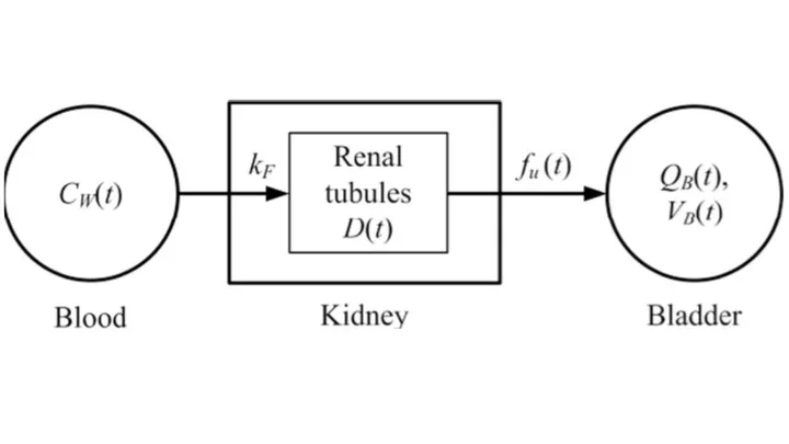 Improved derivation of input function in dynamic mouse [18F]FDG PET using bladder radioactivity kinetics
