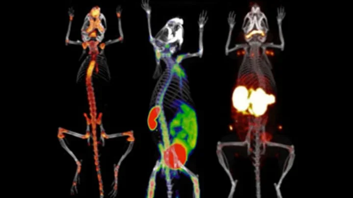 x-ray images of three rats