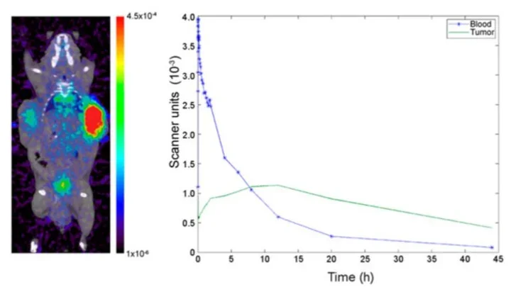 Improved modeling of in vivo kinetics of slowly diffusing radiotracers for tumor imaging.