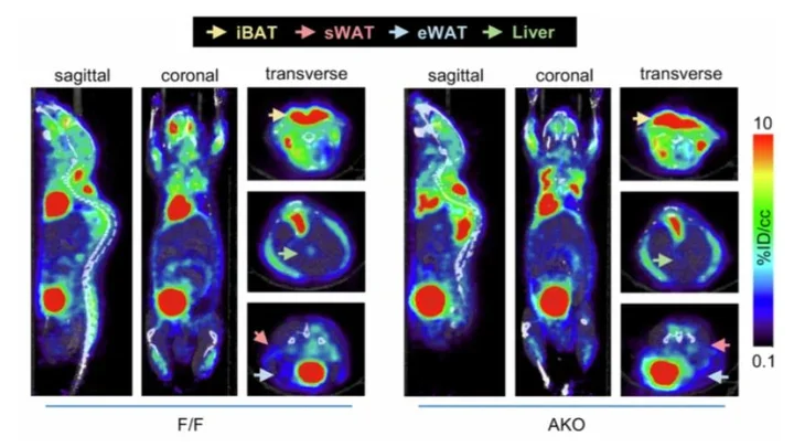 Dietary control of peripheral adipose storage capacity through membrane lipid remodelling