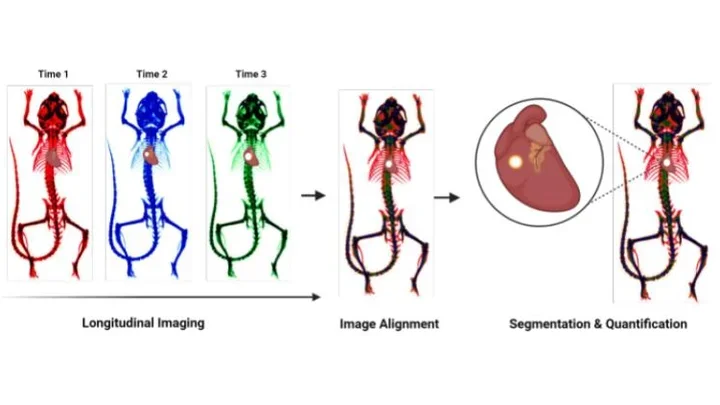 Novel Quantification Protocol for Cardiovascular Calcification Progression Using Longitudinal MicroPET/MicroCT Images