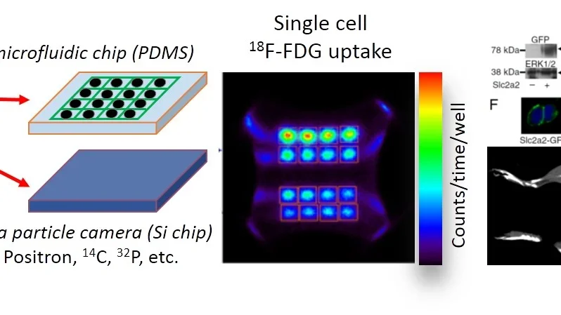 In vitro technologies and assays of PET probe metabolism