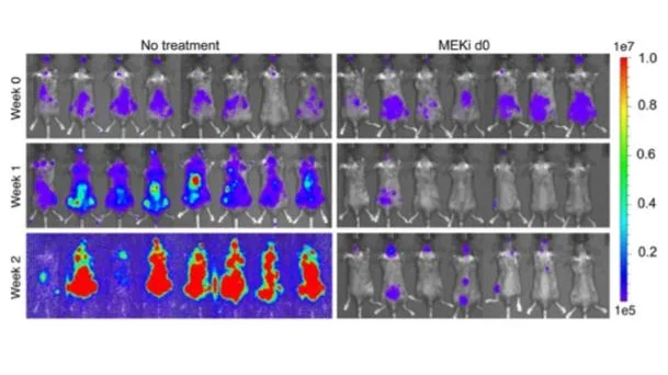 Mice Imaging Example