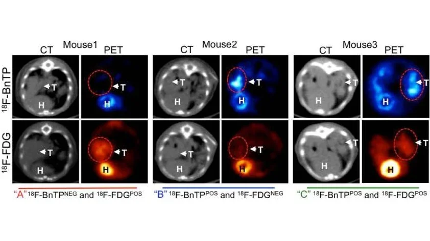 In vivo imaging example
