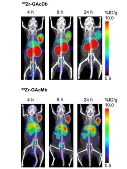 ImmunoPET of Malignant and Normal B Cells