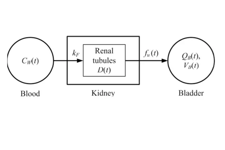 Improved derivation of input function in dynamic mouse [18F]FDG PET using bladder radioactivity kinetics