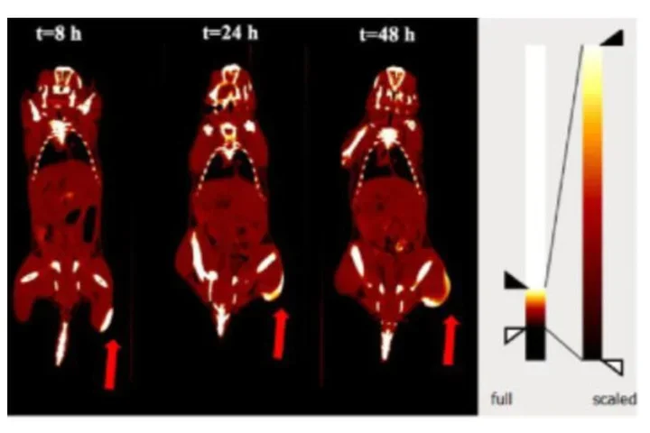 Real-Time in Vivo Bacterial Imaging by Computed Tomography and Fluorescence Using Phage-Gold Nanorod Bioconjugates as Contrast Agents