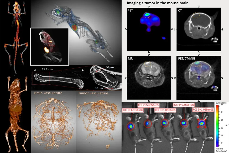 imaging a tumor in rats collage