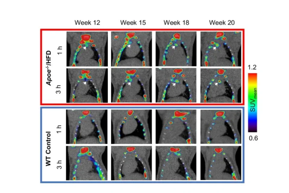 Preclinical evaluation of high-resolution CT, 18F-FDG, and 18F-NaF PET imaging for longitudinal monitoring of atherosclerosis
