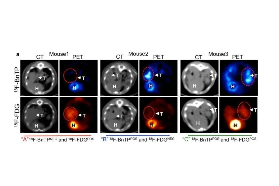 In vivo imaging example