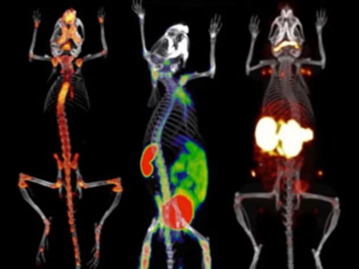 x-ray images of three rats