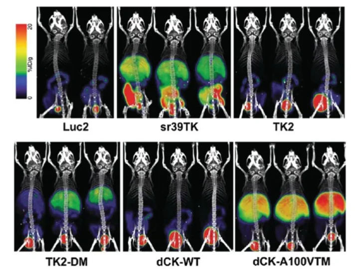 Comparison of the Efficacy and Sensitivity of Alternative PET Reporter Gene/PET Reporter Probe Systems That Minimize Biological Variables