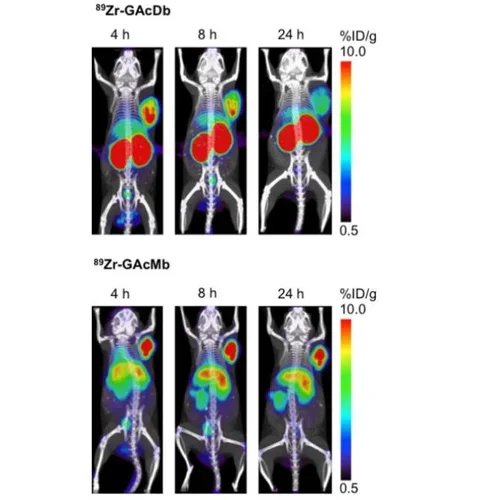 ImmunoPET of Malignant and Normal B Cells