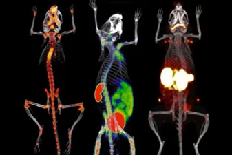 x-ray images of three rats