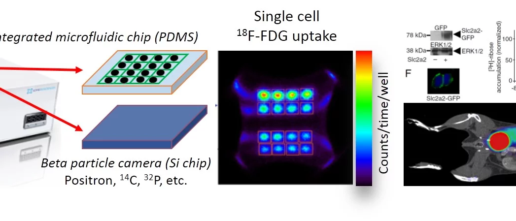 In vitro technologies and assays of PET probe metabolism
