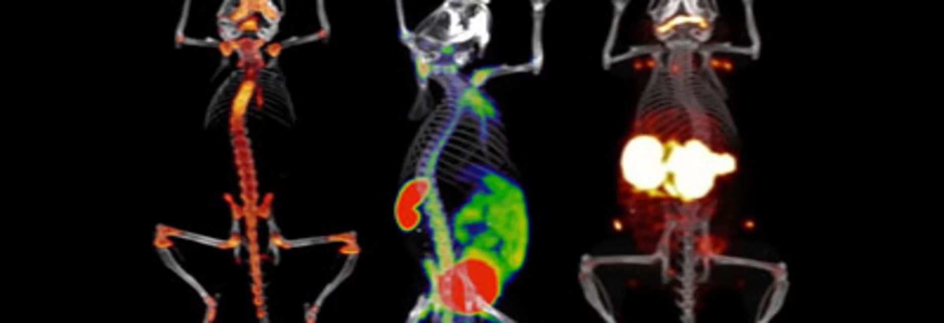 x-ray images of three rats